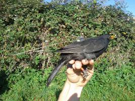 Vogelzug: Amseln schalten schlagartig auf Nachtschwärmer um