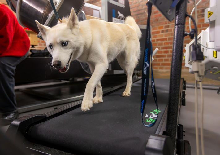 Tiermedizin - Physik