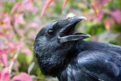 Die Rabenkr�he (Corvus corone) ist ein �u�erst intelligenter Singvogel, der m�he