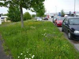 Vortrag zur Initiative ,,Bunte Wiese