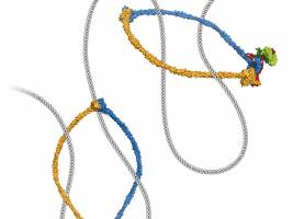 Was Chromosomen im Innersten zusammenhält