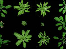 Wehrhaftigkeit hat ihren Preis - auch in Pflanzen