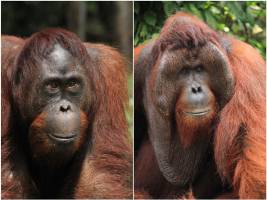 Weibliche Orang-Utans bevorzugen Männchen mit Backenwülsten