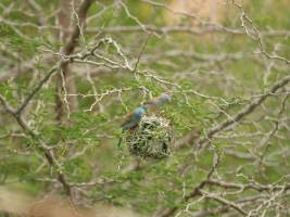 Weibliche Schmetterlingsfinken pfeifen auf Gehirnzellen