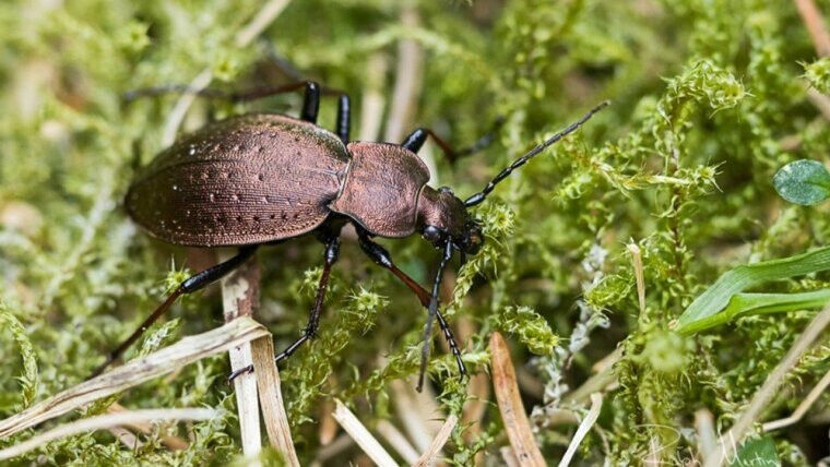 Der Bergwald-Laufkäfer (Carabus sylvestris) wird bundesweit immer seltener. Foto