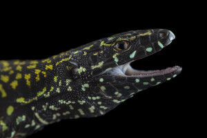 Wenn Evolution die Regeln bricht: Eine 'Hulk'-Mauereidechse l�scht Farbformen aus, die Millionen Jahre �berdauert haben