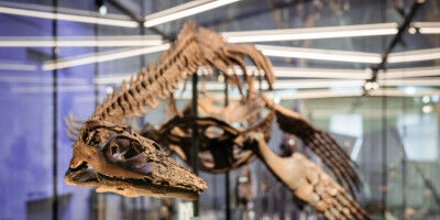 Westf�lische Museen zeigen das Fossil des Jahres 2026