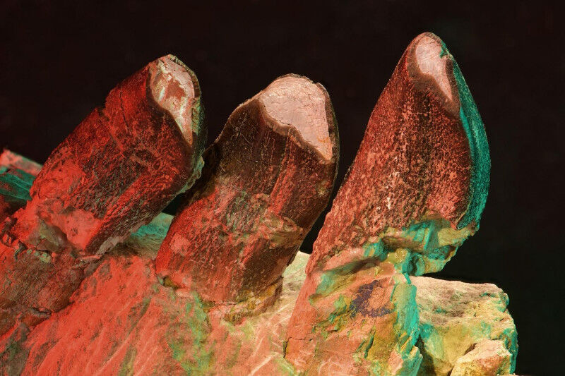 Photo of teeth in a jaw section of Giraffatitan from Tanzania (Museum für Naturk