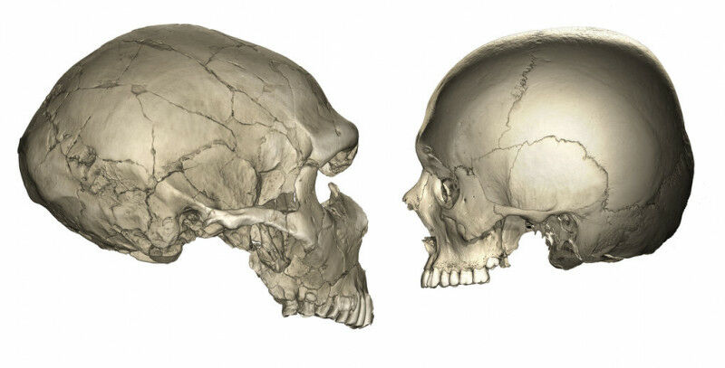 Left: computed tomographic (CT) scan of a Neanderthal fossil (La Ferrassie 1). R