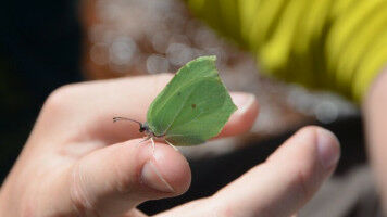 Wie l�sst sich die Artenvielfalt in Europa besser �berwachen?