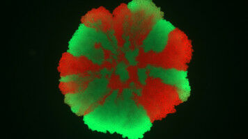 Wie Postdocs das deutsche Wissenschaftssystem wahrnehmen