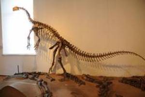 Wiederer�ffnung der Pal�ontologischen Sammlung der Universit�t T�bingen