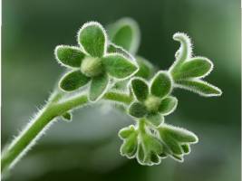 Wilde Gene gegen Stress