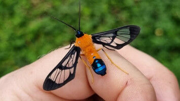 Woher kommt die Artenfülle im Regenwald?