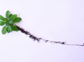 Zensus in der Pflanzenwurzel