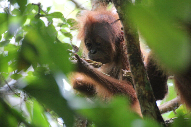 Wild juvenile orangutan called Eden manipulating wood. © S. Vilela