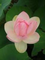 Zwischen Lotus und Papyrus - Die Pflanzenwelt des alten �gypten